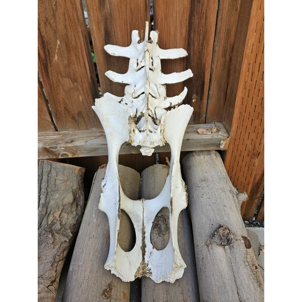 RARE Large WILD Horse Pelvic Region Equine Washington State Eastern Wa